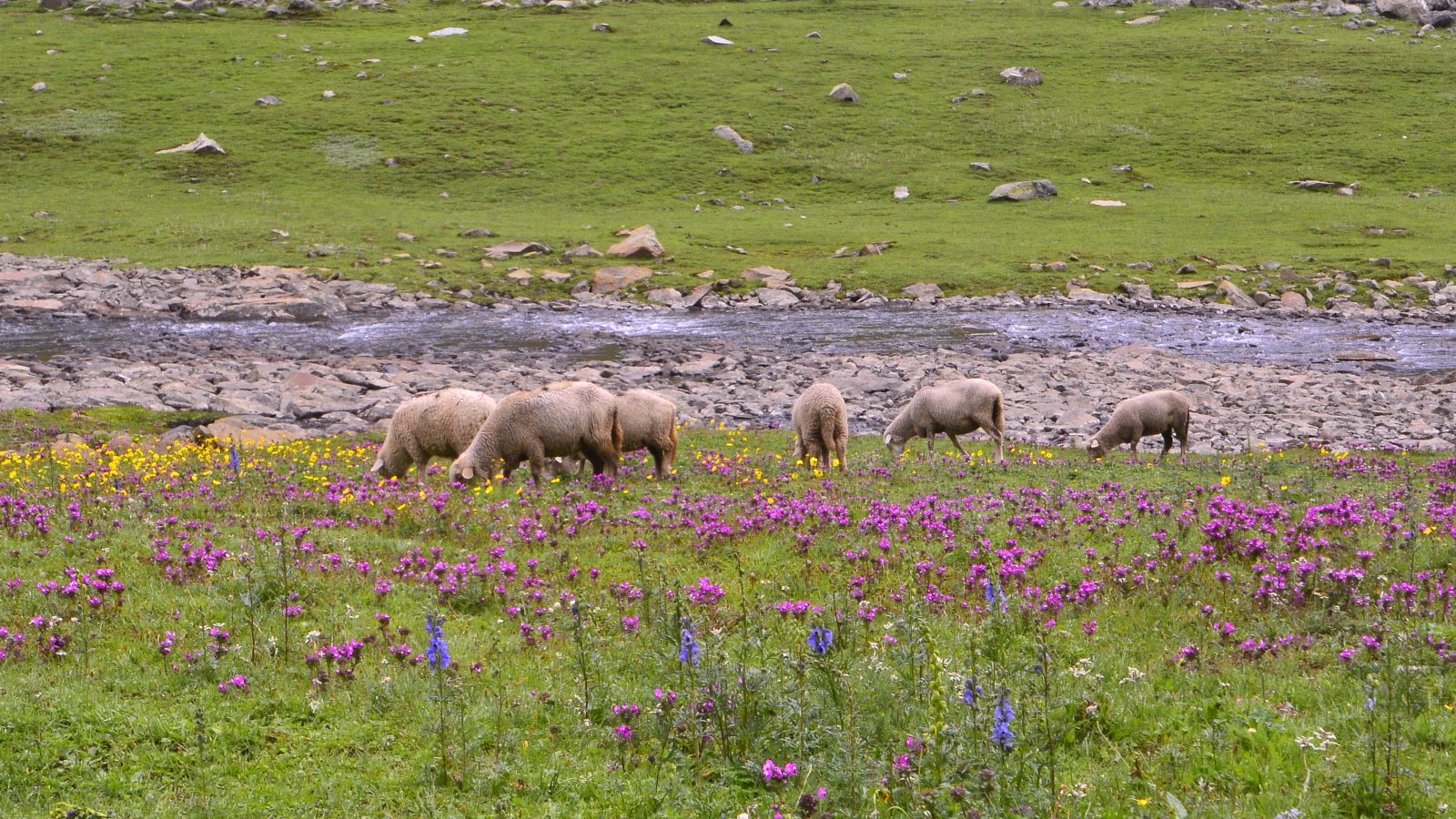 Kashmir Greatlake Trek