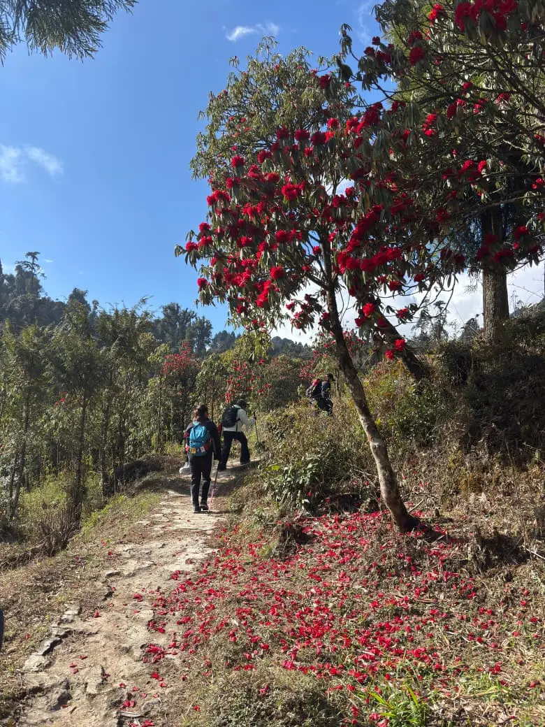 Sandakphu Trek West Bengal